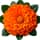 African Marigold fragrance note