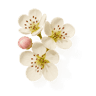 Apple Blossom fragrance note