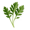 Artemisia fragrance note