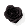 Black Rose fragrance note