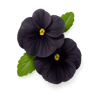Black Violet fragrance note