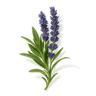Blue Lavender fragrance note