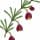 Boronia fragrance note