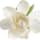 Californian Gardenia fragrance note
