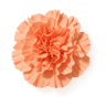 Carnation fragrance note