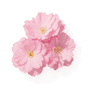 Cherry Blossom fragrance note