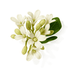 Chinese Osmanthus fragrance note