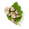 Clary Sage fragrance note