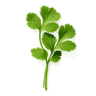 Coriander fragrance note
