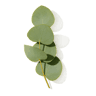 Eucalyptus fragrance note