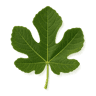 Fig Leaf fragrance note