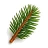 Fir fragrance note