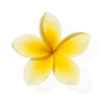 Frangipani fragrance note