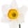 French Narcissus fragrance note