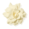 Gardenia fragrance note