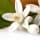 Grapefruit blossom fragrance note