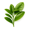 Green Tea fragrance note