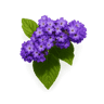 Heliotrope fragrance note