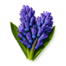 Hyacinth fragrance note