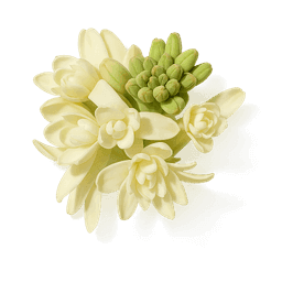 Indian Tuberose fragrance note