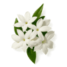 Jasmine fragrance note