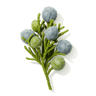 Juniper fragrance note