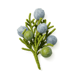 Juniper Berries fragrance note