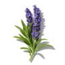 Lavender fragrance note