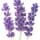 Lavender Absolute fragrance note