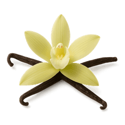 Madagascar Vanilla fragrance note
