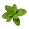 Mint fragrance note