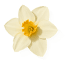 Narcissus fragrance note