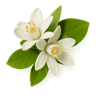 Neroli fragrance note