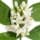 Neroli Essence fragrance note