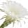 Night blooming Cereus fragrance note