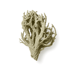 oak moss fragrance note