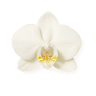 Orchid fragrance note