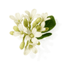 Osmanthus fragrance note
