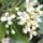 pittosporum fragrance note