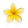 Plumeria fragrance note