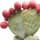 prickly pear fragrance note