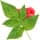 Raspberry Leaf fragrance note