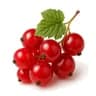 Red Currant fragrance note