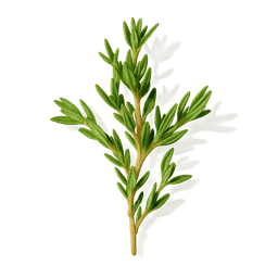 Red Thyme fragrance note