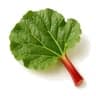 Rhubarb Leaf fragrance note