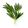 Rosemary fragrance note