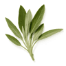 Sage fragrance note