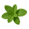 Spearmint fragrance note