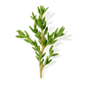 Thyme fragrance note