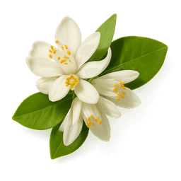 Tunisian Orange Blossom fragrance note